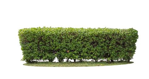 HEDGE का हिन्दी अनुवाद .